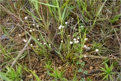 Eriocaulon quinquangulare